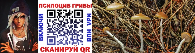 OMG tor Тамбов Галлюциногенные грибы Psilocybine cubensis